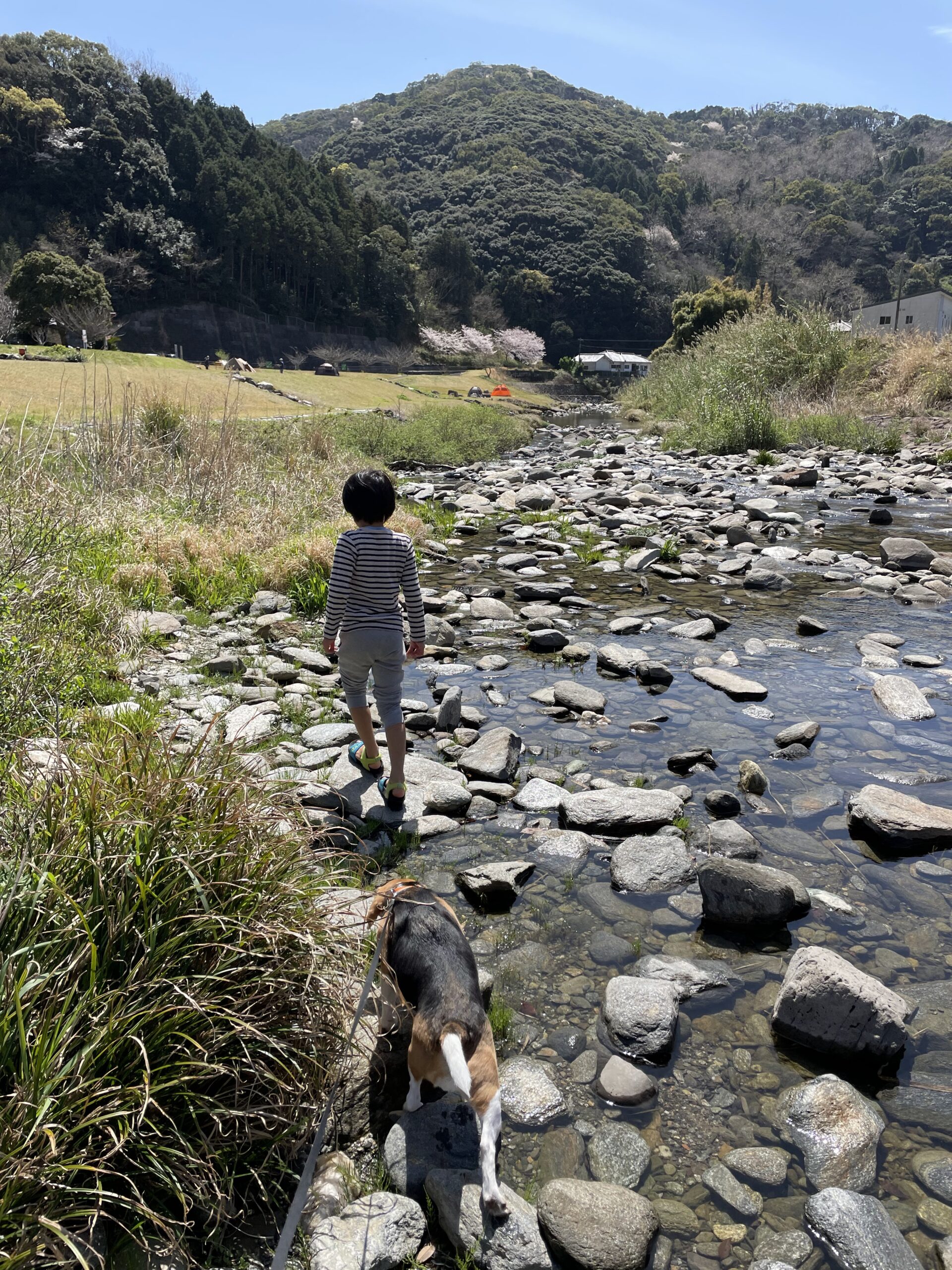 川を渡るビーグル