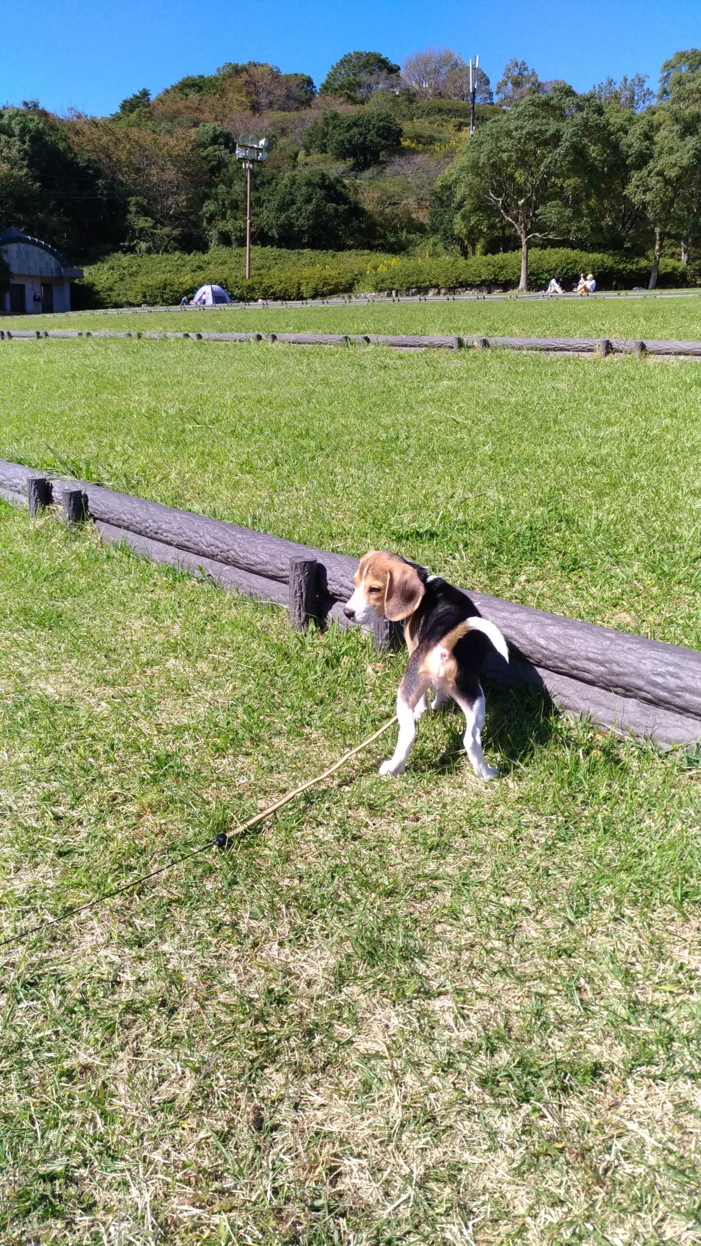 稲佐山公園のビーグル