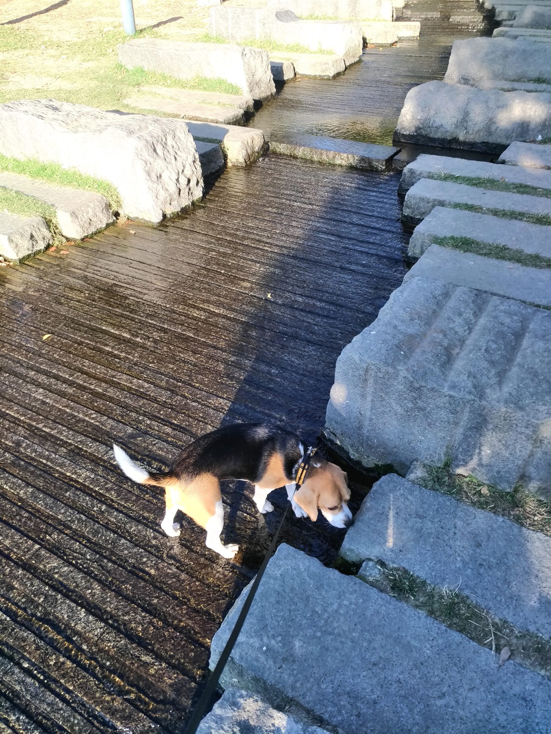 水辺の森公園のビーグル