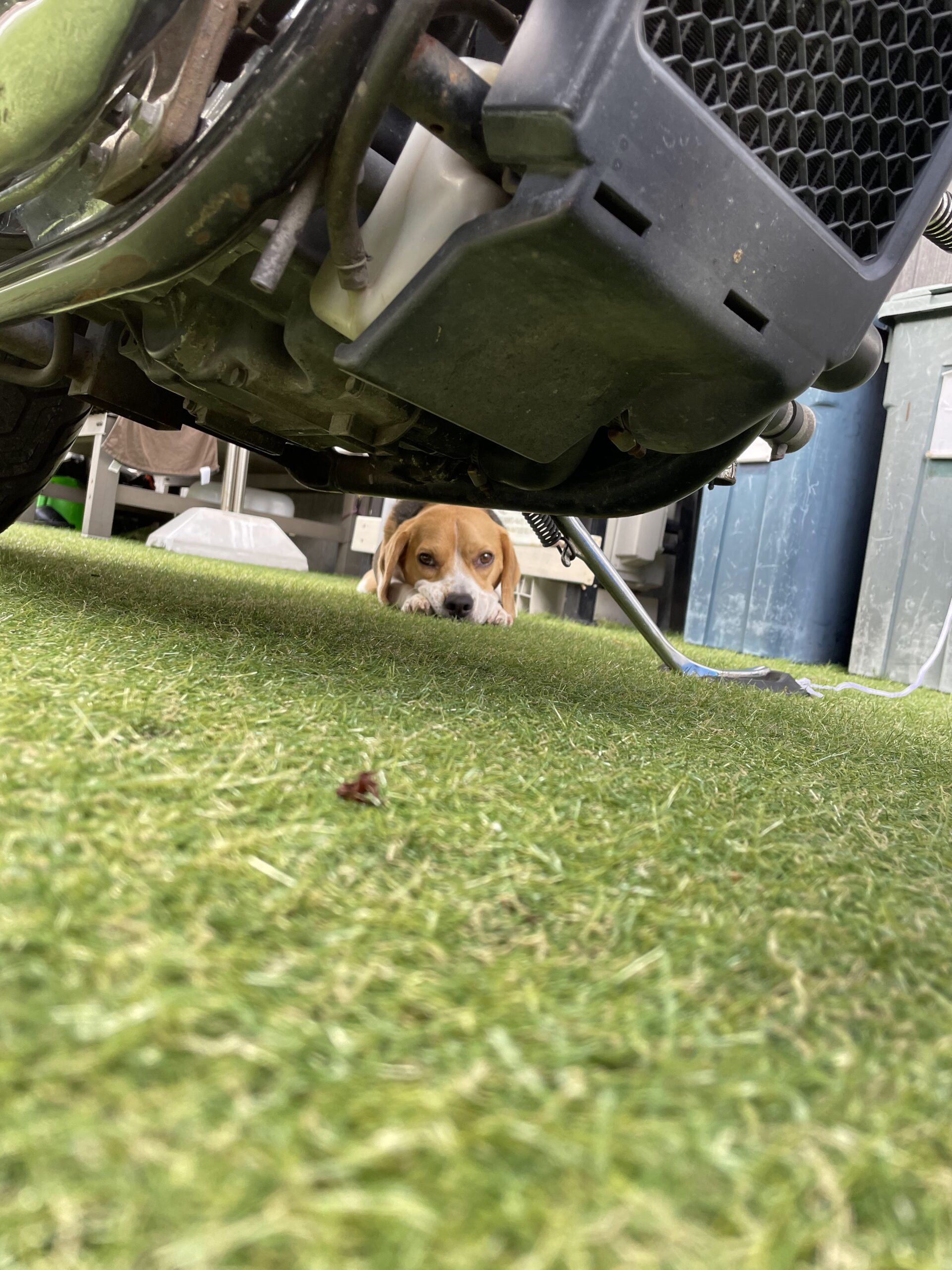 バイクと犬